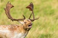 Fallow Deer Buck Grunting - Dama dama, Warwickshire, England. Royalty Free Stock Photo