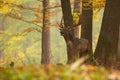 Majestic fallow deer stag roaring in forest in autumn.