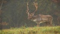 Majestic fallow deer stag walking in morning fog in autumn. Royalty Free Stock Photo