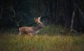 The majestic fallow deer walks across the meadow and looks around