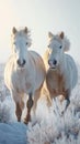 Majestic farm scene White and brown horses gallop freely