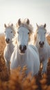 Majestic farm scene White and brown horses gallop freely