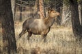 Majestic female elk in the forest