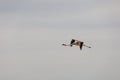 Majestic flamingo bird is soaring through the sky, its wings outstretched in flight