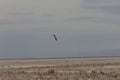 Majestic flamingo bird is soaring through the sky, its wings outstretched in flight