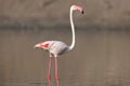 Majestic flamingo with a pink beak and feathers standing in a shallow lake on a blurred background