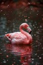 Majestic Flamingo in a Serene Waterbody Amidst Sparkling Light Particles Royalty Free Stock Photo