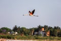 Majestic flamingo soaring in the sky.
