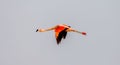 Majestic flamingo soaring in the sky.