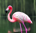 A majestic flamingo on a swamp