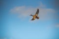 Majestic Flight: Mallard Birds Soaring in Blue Sky Royalty Free Stock Photo