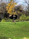 Majestic ostrich running through field