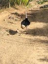 Majestic ostrich running on sandy and rocky path