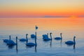 A majestic flock of beautiful white swans floating in peaceful ocean. Magic moment at romantic sunset. Royalty Free Stock Photo