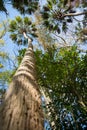 Majestic Florida Palm Trees