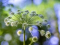 Majestic flower of angelica blooming