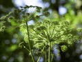 Majestic flowers of angelica blooming