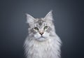 majestic fluffy maine coon cat portrait