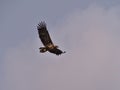 Majestic flying white-tailed eagle with spread wings and brown feathers on the sky viewed from below at the coast of AustvÃÂ¥gÃÂ¸ya. Royalty Free Stock Photo