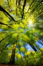 Majestic forest canopy with sunshine Royalty Free Stock Photo