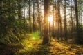 Majestic forest landscape with bright sun in the morning. Scenery summer forest in warm sunlight. Perfect wild nature scene Royalty Free Stock Photo