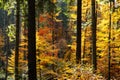 Majestic forest with yellow and orange folliage Royalty Free Stock Photo