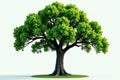 A majestic full-leafed tree on a lush green base, isolated on white background. Generative AI Royalty Free Stock Photo