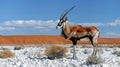 A majestic Gemsbok, a type of oryx antelope, stands tall amidst the rugged, white rocky soil of the Kalahari Desert in South