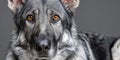 Majestic German Shepherd Close-Up, Showcasing Its Intelligence and Warmth Against a Gray Background Royalty Free Stock Photo