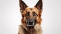 Majestic German Shepherd Dog on White Background AI Generated