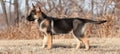 Majestic german shepherd puppy, a loyal guardian, standing alert in a picturesque field setting