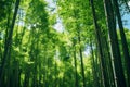 Majestic Giant Bamboo Trees Low-Angle Shot of a World Beneath the Canopy. AI