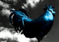 majestic giant blue rooster