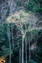 Majestic giant jungle tree, amazing forest background