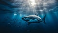 Majestic giant manta ray swimming in deep blue saltwater reef generated by AI Royalty Free Stock Photo