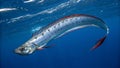 Majestic giant oarfish underwater profile in dramatic ocean scene Royalty Free Stock Photo