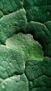 Majestic Ginkgo Biloba Leaf Resting on Textured Bark Surface Royalty Free Stock Photo