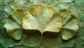 Majestic Ginkgo Biloba Leaf Resting on Textured Bark Surface