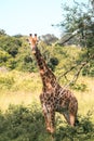 Majestic giraffe in the middle of South Africa`s wilderness. Kruger National Park Royalty Free Stock Photo