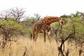 Majestic giraffe at Nambiti Game Reserve