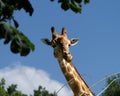 Majestic giraffe stands tall in a grassy savanna, with tall trees and blue sky providing a backdrop Royalty Free Stock Photo