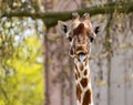 Majestic giraffe stands tall in an open savanna, surrounded by trees and lush greenery Royalty Free Stock Photo