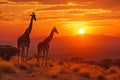 Majestic giraffes roaming african savannah at sunset with captivating golden glow