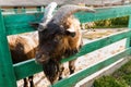 Majestic Goat Leaning Over a Rustic Fence in a Serene Countryside Setting Royalty Free Stock Photo
