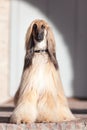 Majestic golden afghan hound with beautiful long silky coat