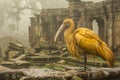 Majestic Golden Bird Perched amidst Ancient Temple Ruins in Mystical Foggy Forest Scene