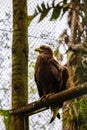 majestic golden eagle Royalty Free Stock Photo