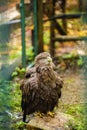 majestic golden eagle in captivity Royalty Free Stock Photo