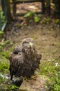 majestic golden eagle in captivity Royalty Free Stock Photo