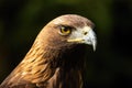 Majestic golden eagle looking in nature in close-up. Royalty Free Stock Photo